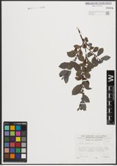 Foto von Salix aurita L.